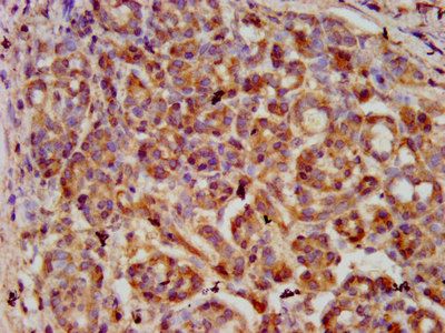 SERPINB4 Antibody