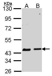 SERPINB6 antibody [N2C2], Internal