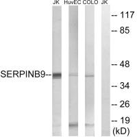 SERPINB9 antibody
