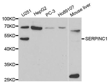 SERPINC1 antibody