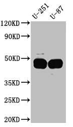 SERPINE1 Recombinant Monoclonal Antibody