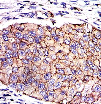 SERPINE1 Antibody