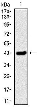 SERPINE1 Antibody