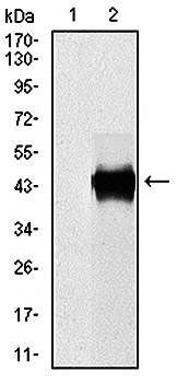 SERPINE1 Antibody