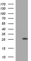 SERPINE2 Antibody