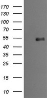 SERPINE2 Antibody