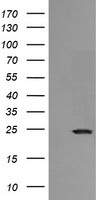 SERPINE2 Antibody