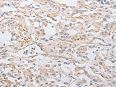 SERPINE2 Antibody