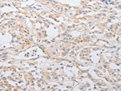 SERPINE2 antibody