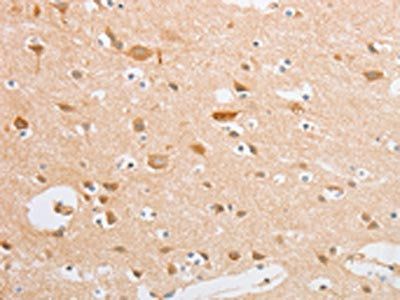 SERPINE2 Antibody