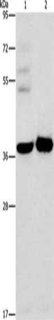 SERPINE2 antibody