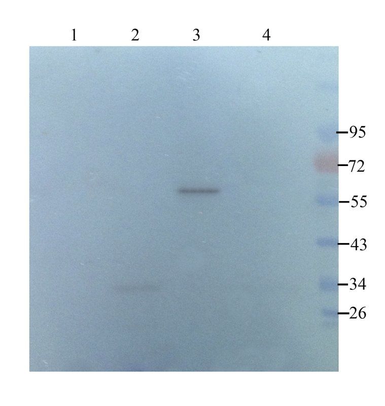 SERPING1 antibody