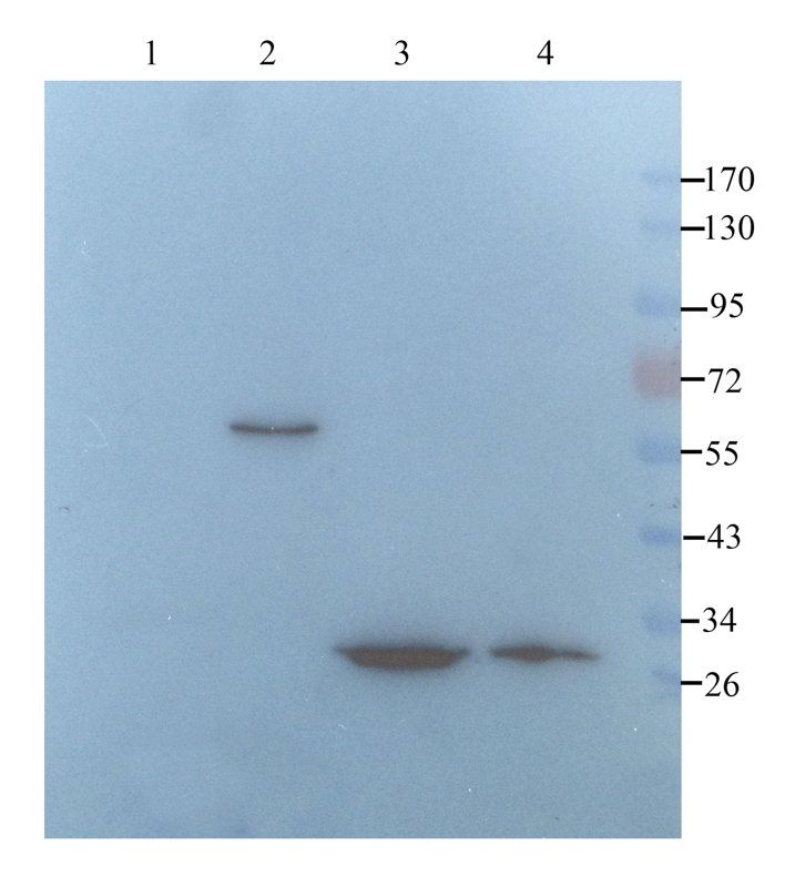 SERPING1 antibody