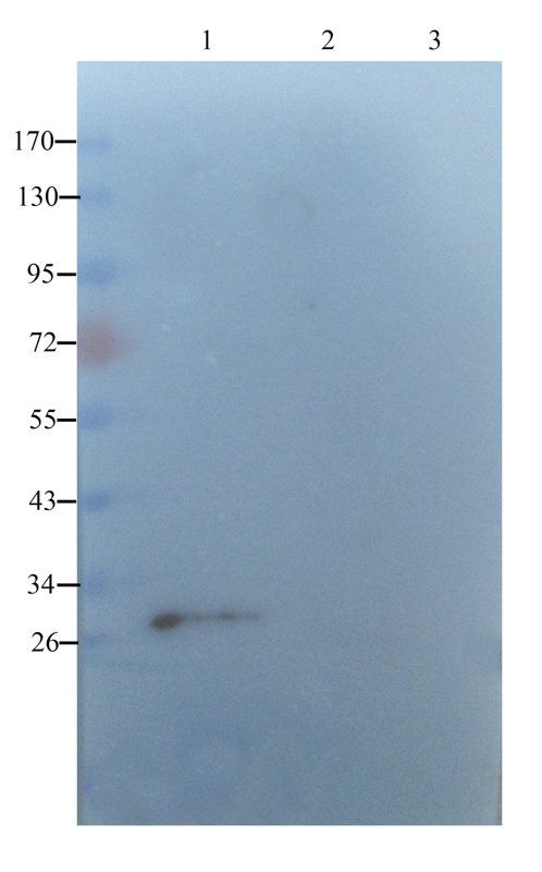 SERPING1 antibody