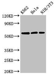 SESN1 Antibody
