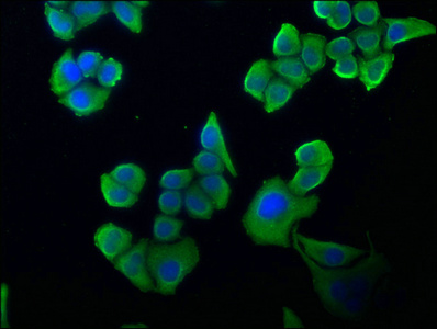 SESN2 Antibody
