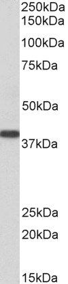 Goat anti-SET / I2 alpha PP2A Antibody