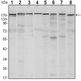 SETDB1 Antibody