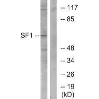 SF1 (Ab-82) antibody