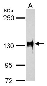 SAP130 antibody [C3], C-term