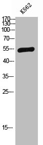 SF3B4 antibody