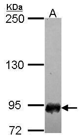 Scm like with four mbt domains 1 Antibody