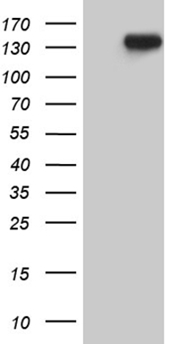 SFRP2 Antibody