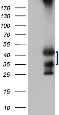 SFRP2 Antibody