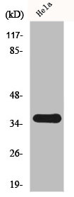 SFRP2 Antibody