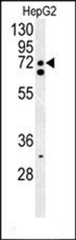 SFRS16 antibody