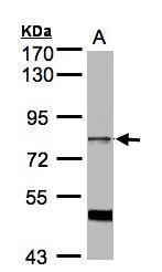 SFRS17A antibody