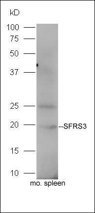 SFRS3 antibody