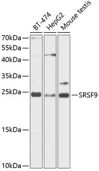 SFRS9 antibody
