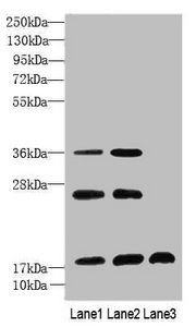 SFT2D2 antibody
