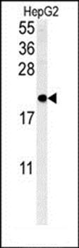 SFT2D3 antibody