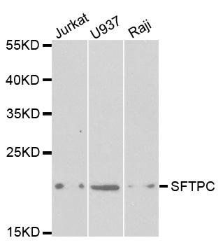 SFTPC antibody