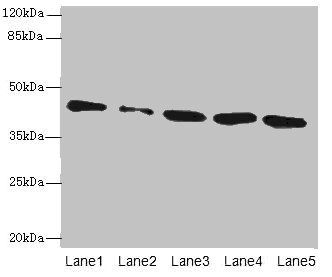 SGCA Antibody