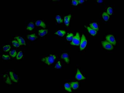 SGCB Antibody