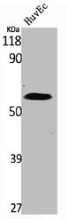 SGK1 Antibody