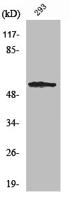 SGK1 Antibody
