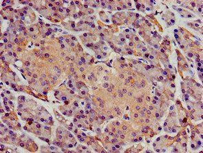 SGMS1 Antibody