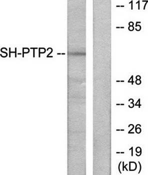 SH-PTP2 Antibody