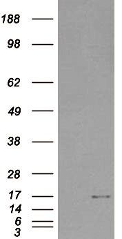 Goat anti-SH2D1A / SAP Antibody