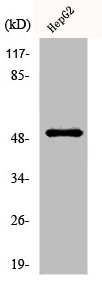 SH2D2A Antibody