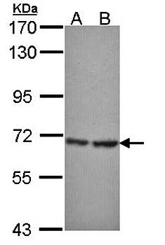 SH3 domain-binding protein 1 Rabbit Polyclonal Antibody