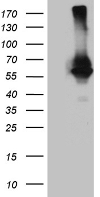 SH3BGRL Antibody