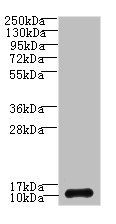 SH3BGRL3 antibody