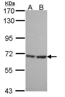 SH3 domain binding protein 1 Antibody