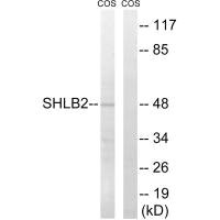 SH3GLB2 antibody