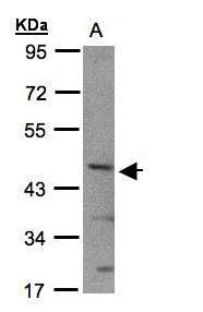 SHARP2 antibody